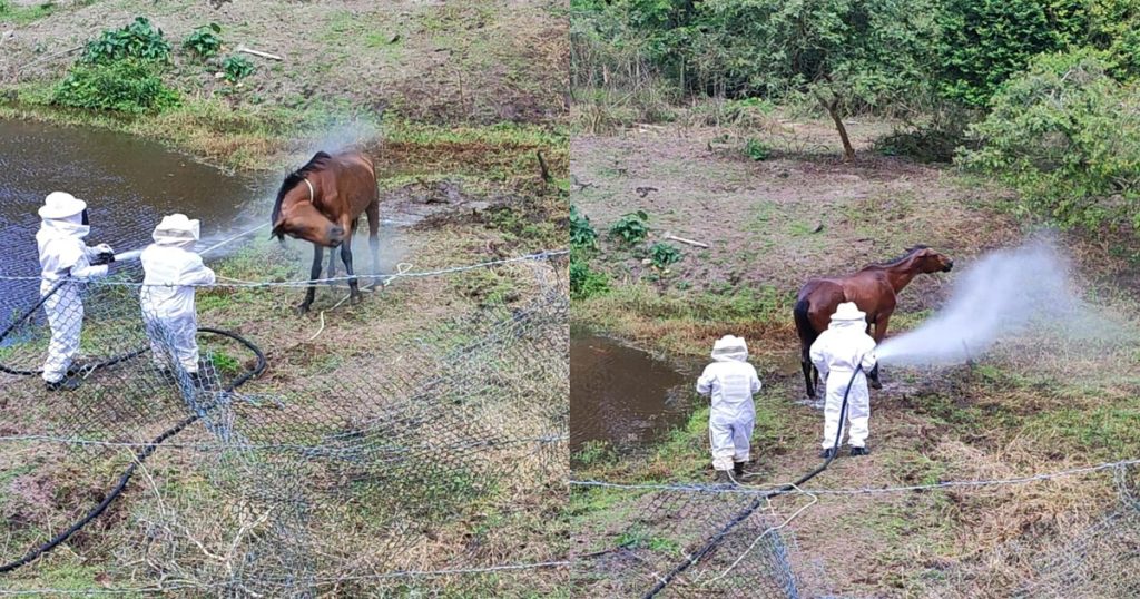 Bombeiros de Gaspar Socorrem Égua Atacada por Enxame de Abelhas