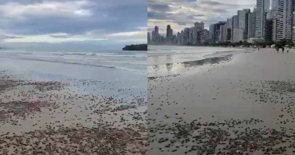 Faixa de areia em Balneário Camboriú de encontrada coberta de conchas