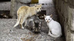 Força-tarefa é criada em Ibirama para ajudar idosa com cerca de 200 gatos em condições insalubres