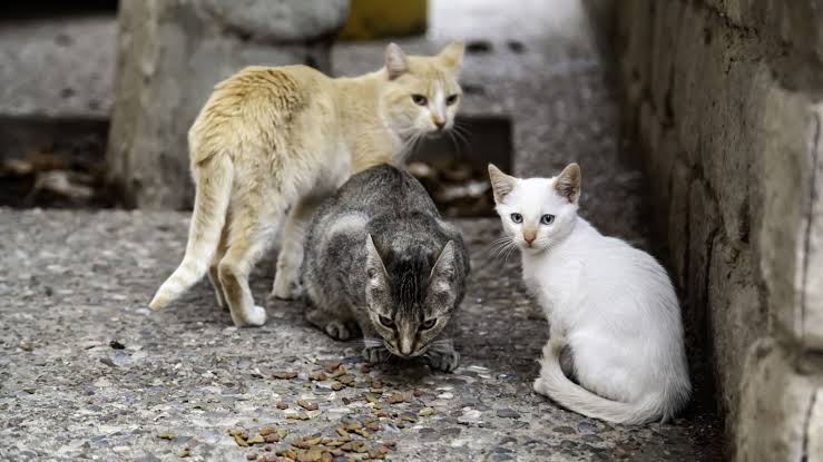 Força-tarefa é criada em Ibirama para ajudar idosa com cerca de 200 gatos em condições insalubres