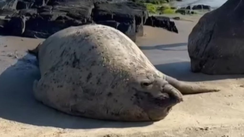 Elefante-marinho é avistado descansando na Praia do Gravatá, litoral de SC