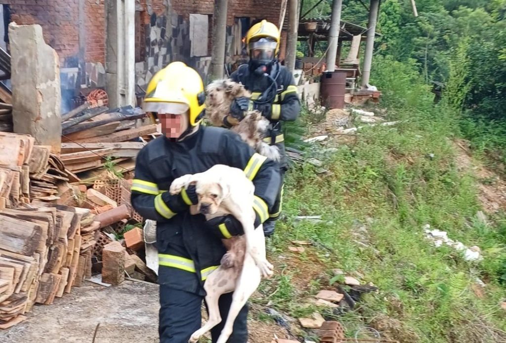 Incêndio destrói residência em Benedito Novo; animais são resgatados