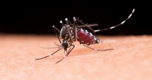 Mortes por dengue aumentam 246% em um ano em Santa Catarina 