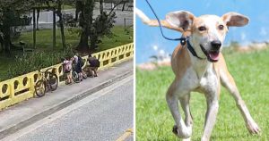 Justiça condena mulher por jogar cachorro de ponte de 10 metros em Joinville