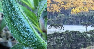 Geada surpreende no verão e serra catarinense amanhece com temperaturas abaixo de 5ºC