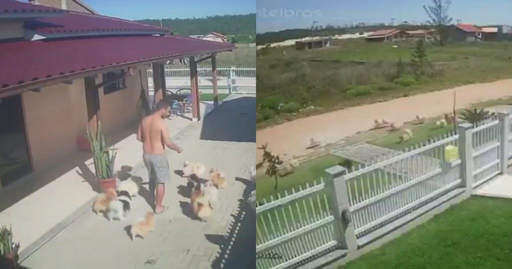 A fuga dos Lulus da Pomerânia: vídeo viraliza ao mostrar 20 cachorrinhos escapando para a rua em SC