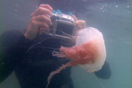 Santa Catarina registra 44 casos de queimaduras por águas-vivas em uma semana