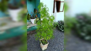 Em Rodeio, mãe denuncia filho por levar pé de maconha para casa