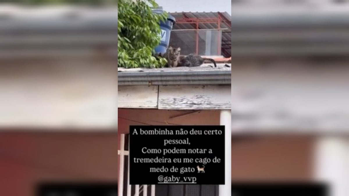 Miss do Paraná perde título após jogar bombinhas para afastar gatos e gerar revolta