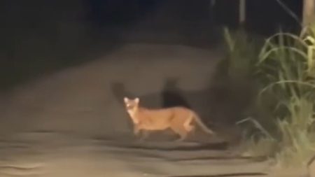 Ataque de puma em SC: biólogo confirma caso e alerta sobre encontros com o felino