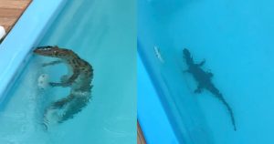 Jacaré é encontrado em piscina de imóvel em Florianópolis e resgatado pela Polícia Ambiental