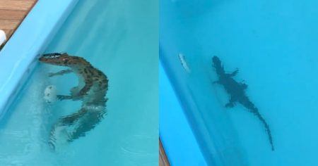 Jacaré é encontrado em piscina de imóvel em Florianópolis e resgatado pela Polícia Ambiental