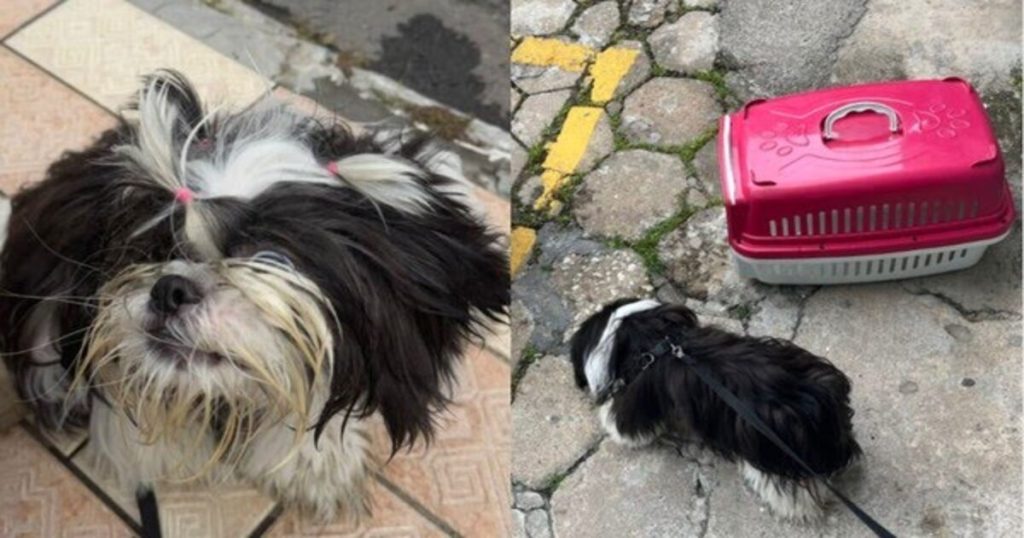 Cachorro fica preso dentro de carro por mai de 3 horas e tutora é detida em Balneário Camboriú