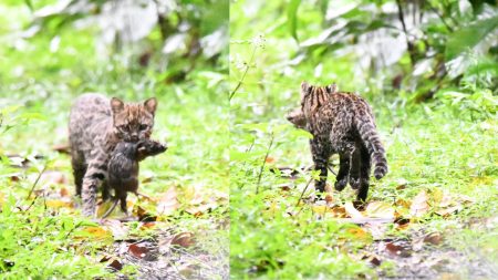 Fotógrafo faz registro raro de gato-do-mato no Jardim Botânico, em Timbó