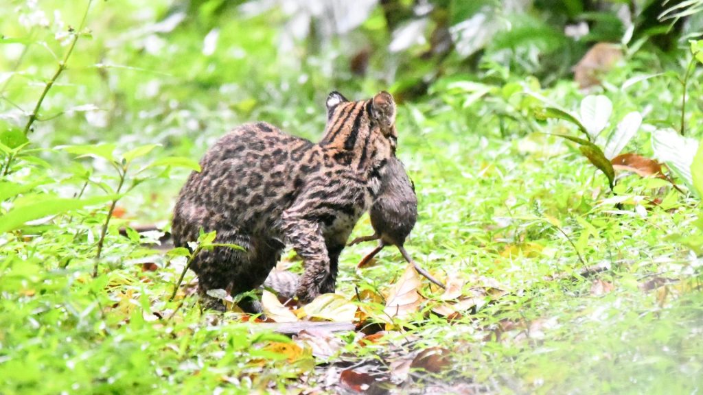 Fotógrafo faz registro raro de gato-do-mato no Jardim Botânico, em Timbó