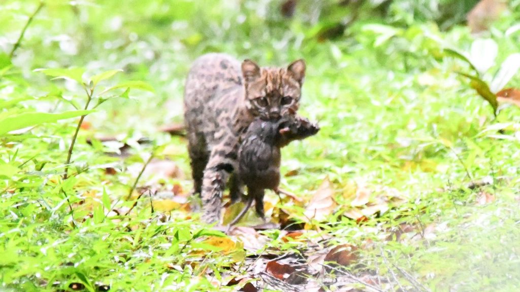 Fotógrafo faz registro raro de gato-do-mato no Jardim Botânico, em Timbó