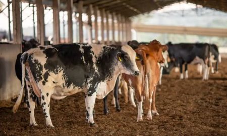 Homem morre ao levar coice de vaca após supostamente tentar estuprar o animal em fazenda