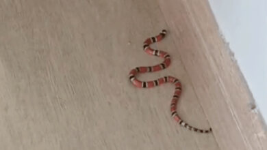 Em Gaspar, 3 filhotes de cobra-coral são resgatados após se esconderem em sofá