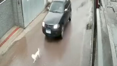 Cachorro é atropelado em rua residencial e vem a óbito em Apiúna