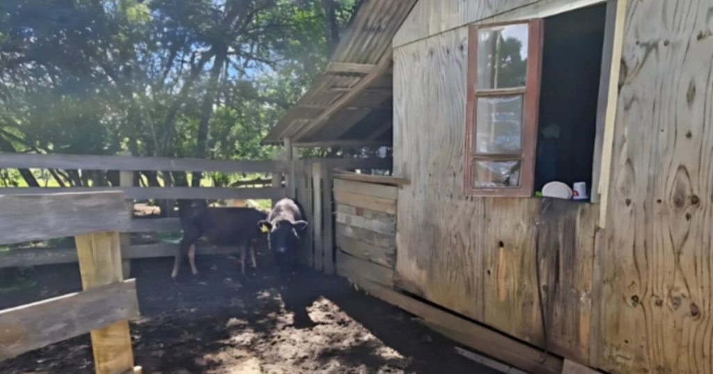 Dois homens são resgatados em situação análoga à escravidão em SC; trabalhavam em meio a fezes