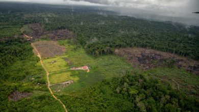 Desmatamento da Amazônia sobe 68% em janeiro, com 133 km² de floresta destruídos