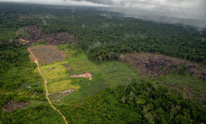 Desmatamento da Amazônia sobe 68% em janeiro, com 133 km² de floresta destruídos