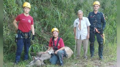 Vaca é resgatada após ficar presa em ribanceira em Benedito Novo