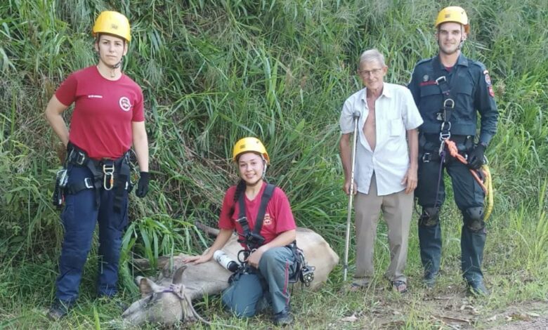 Vaca é resgatada após ficar presa em ribanceira em Benedito Novo