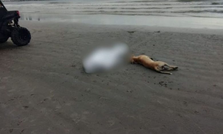 Cachorro se recusa a deixar dono após homem de 40 anos morrer em BC