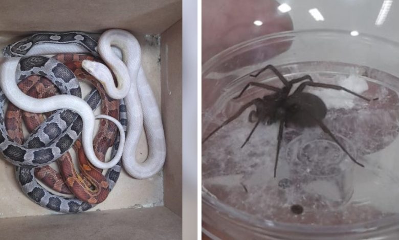 Ibama apreende animais silvestres e multa biólogo em mais de R$ 24 mil em SC