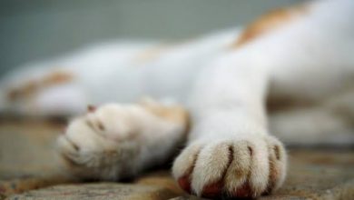 Homem é preso em SC por maus-tratos a gatos e por influenciar criança a cometer o crime