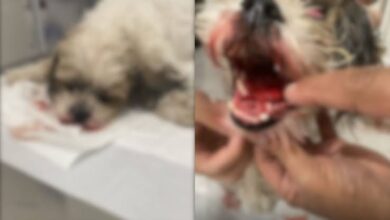 Em Itajaí, proprietário de pet shop ilegal é preso suspeito de fraturar mandíbula de cão