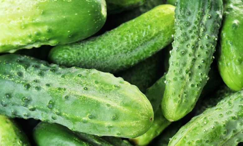 Agrotóxicos proibidos identificados em pepino gera multa de mais de R$ 1.5 mil em SC