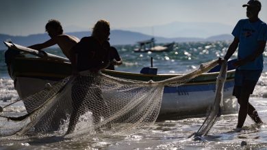 Governo de Santa Catarina busca reverter restrição à pesca da tainha no STF