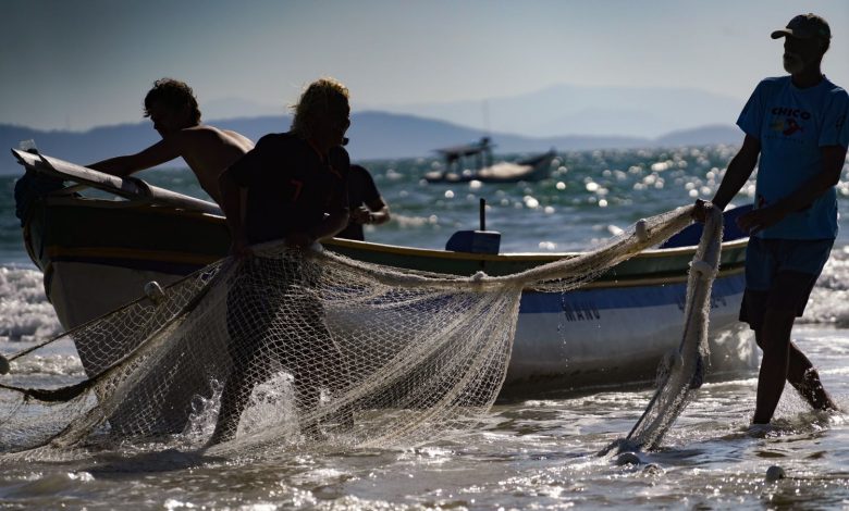 Governo de Santa Catarina busca reverter restrição à pesca da tainha no STF