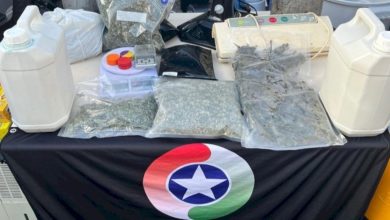 Quase 100 pés de maconha são apreendidos em estufa improvisada dentro de residência em SC