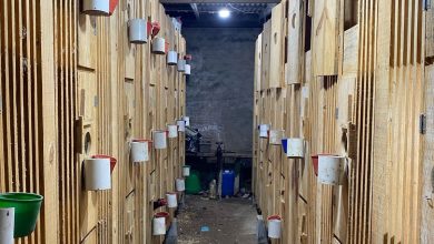 Em Gaspar, Civil descobre criação de galos em situação de maus-tratos e possível arena de rinhas