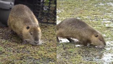 Polícia encontra animais silvestres em gaiolas durante averiguação de agressão em SC