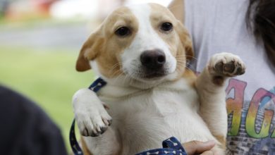 Blumenau lança programa de castração gratuita e inicia Censo Pet