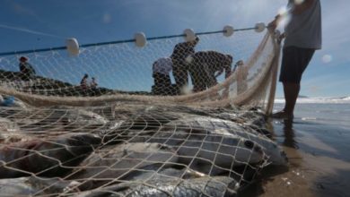 Santa Catarina aciona STF contra limite imposto à pesca da tainha