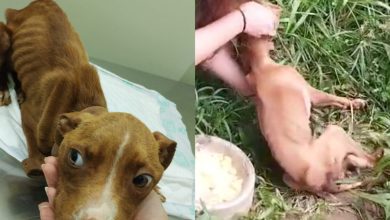 Cadela acorrentada é resgatada em Timbó com ferimentos infestados por larvas e desnutrição grave