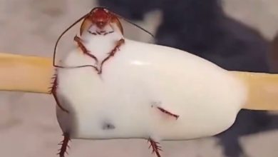 Banhista encontra barata em picolé na praia do RJ e vídeo causa revolta na internet