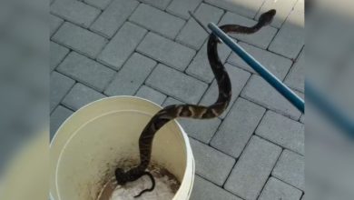 Jararaca é encontrada em parquinho de Jaraguá do Sul e resgate evita risco de ataque