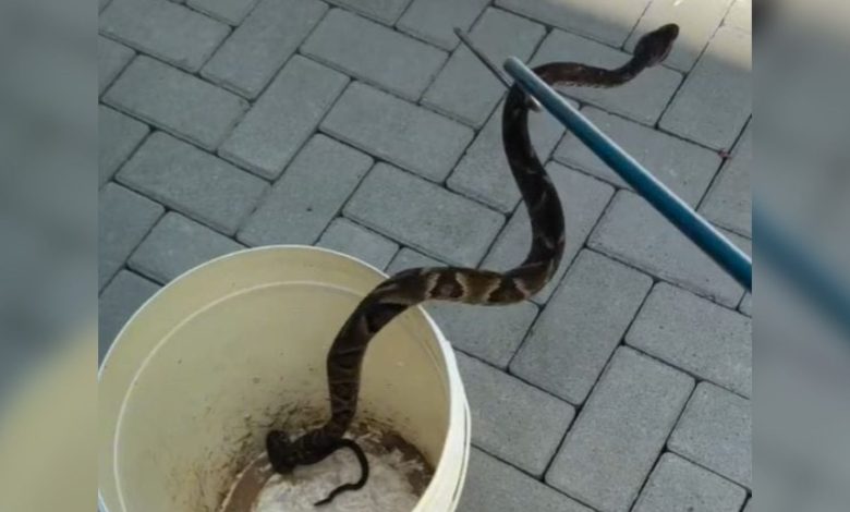 Jararaca é encontrada em parquinho de Jaraguá do Sul e resgate evita risco de ataque