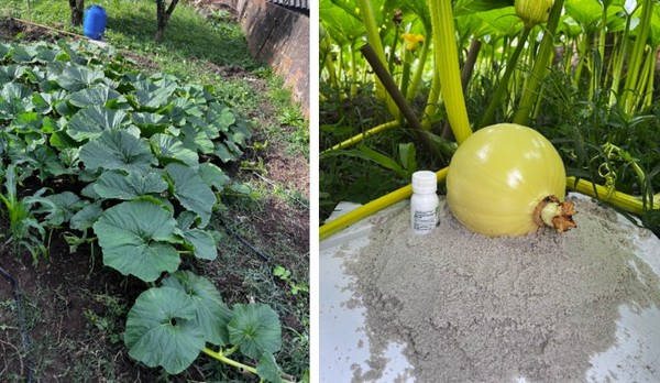 Jovem cultiva abóbora gigante de cerca de 300 quilos no quintal de casa em Santa Catarina