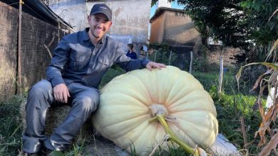 Jovem cultiva abóbora gigante de cerca de 300 quilos no quintal de casa em Santa Catarina