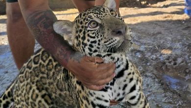 Criada em cativeiro, onça-pintada resgatada no Amazonas será transferida para Pomerode