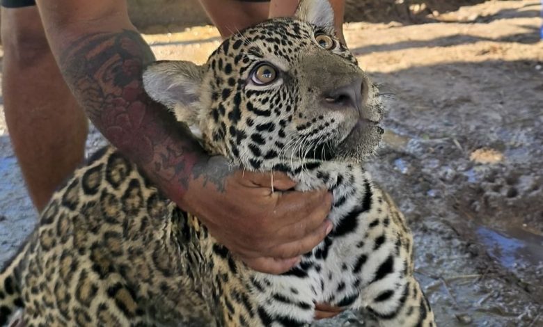 Criada em cativeiro, onça-pintada resgatada no Amazonas será transferida para Pomerode
