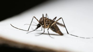 Dengue aumenta em Timbó com 48 casos registrados nos primeiros meses de 2025