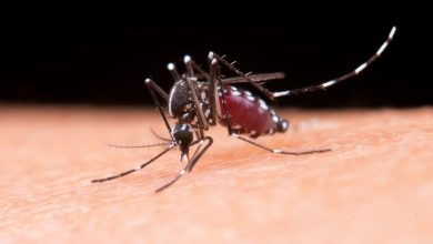 Primeiras mortes por dengue em 2025 são registradas em SC